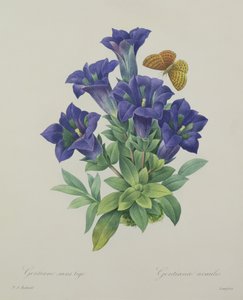Gentiana acaulis (trombitás encián), Langlois metszete, a "Choix des Plus Belles Fleurs" című kötetből, 1827.
